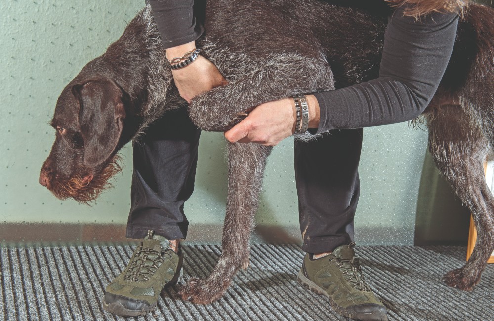 Problemi articolari nel cane e nel gatto