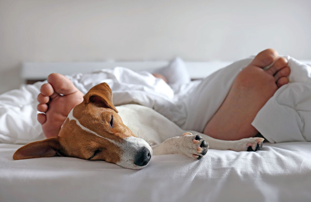 Cane sul letto. Si o no?