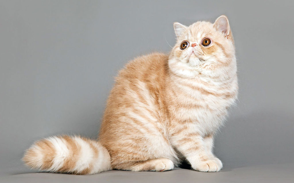 Exotic Shorthair