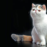 Exotic Shorthair