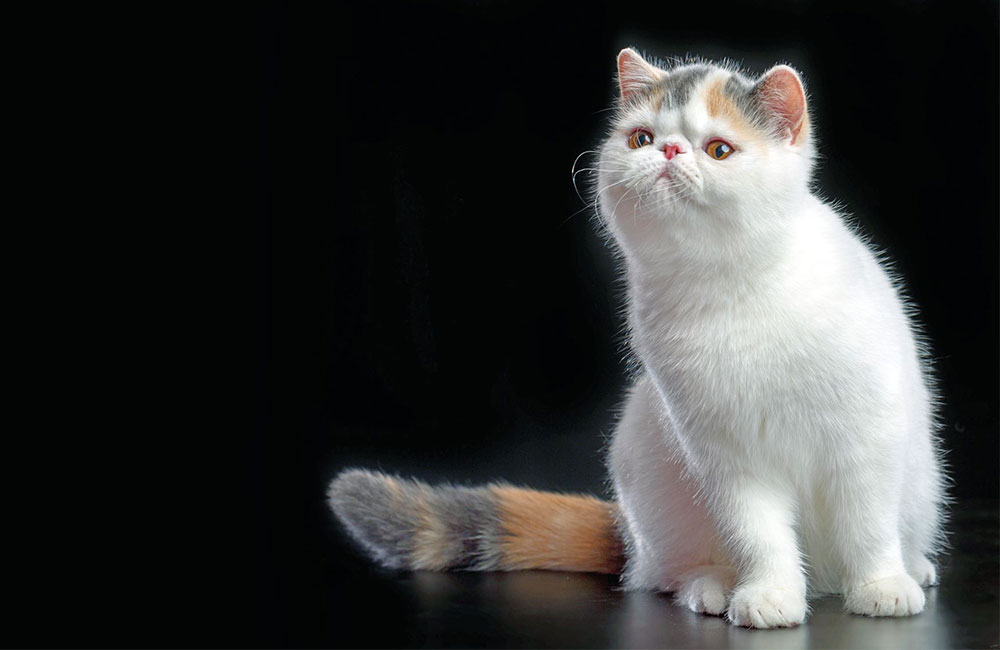 Exotic Shorthair