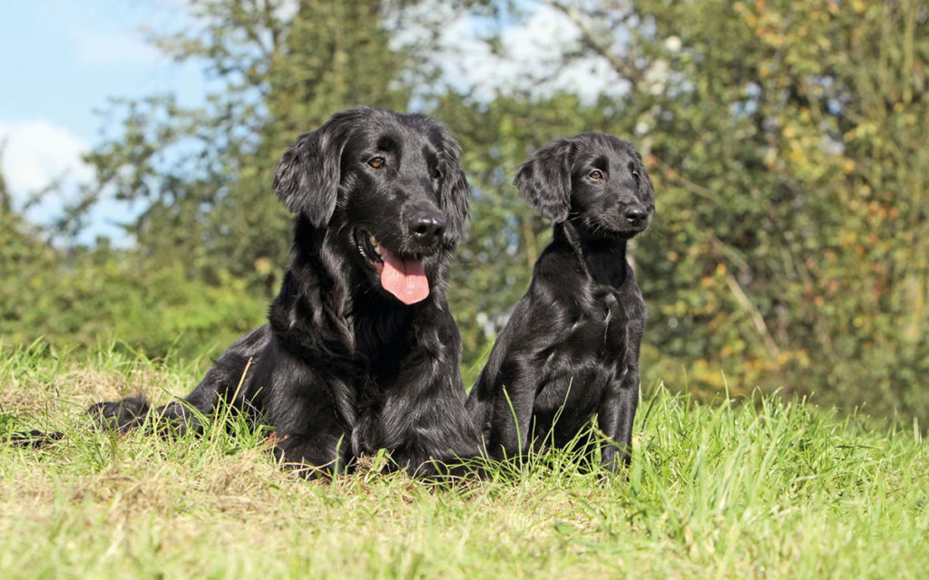 Flat Coated Retriever