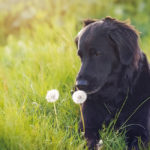 Flat Coated Retriever