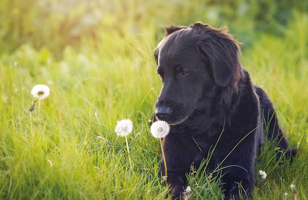 Flat Coated Retriever