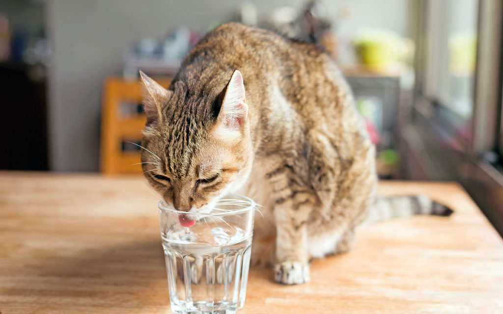 Quanto e come beve il gatto?
