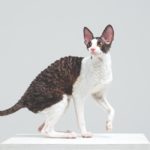 Cornish Rex