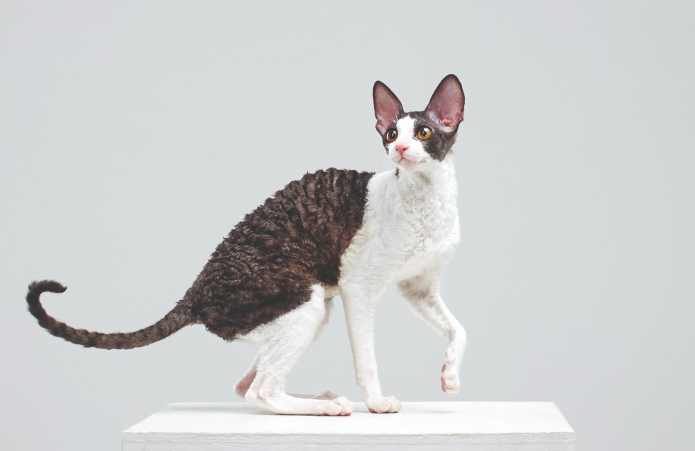 Cornish Rex