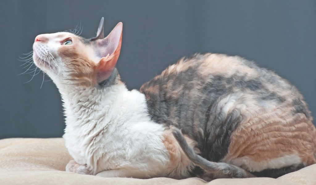 Cornish Rex