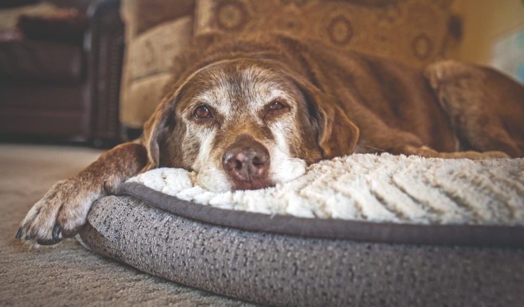 Cane anziano e gioco curativo