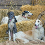 Borzoi