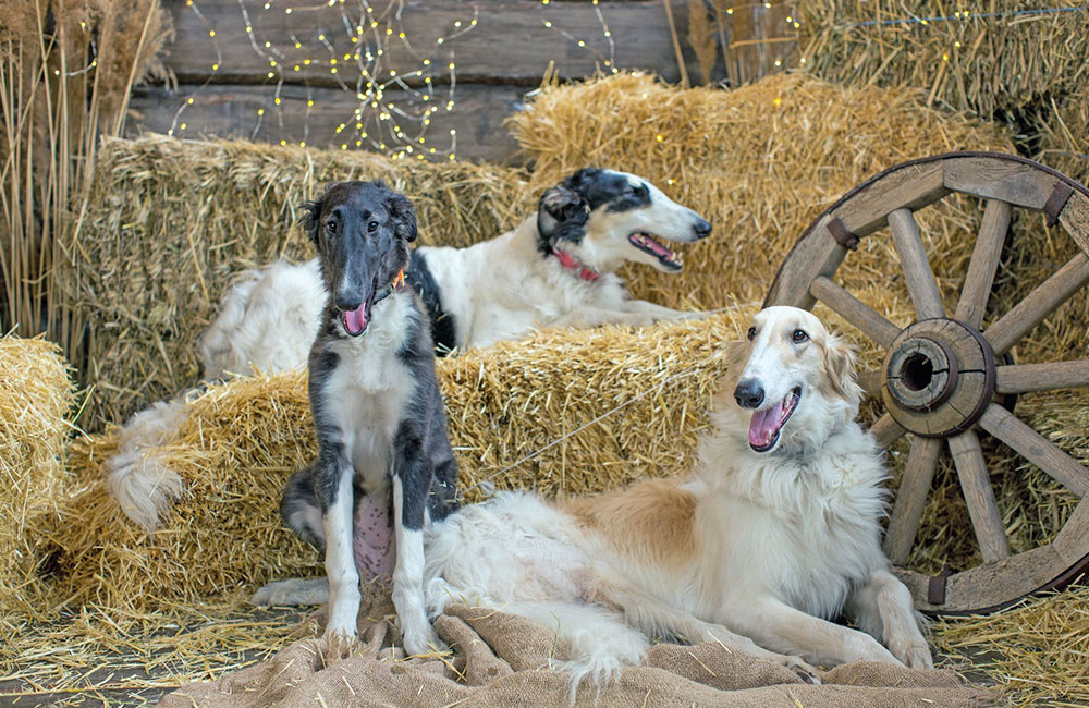 Borzoi