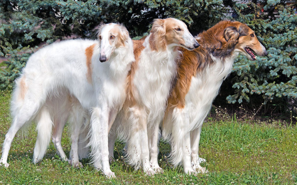 Borzoi