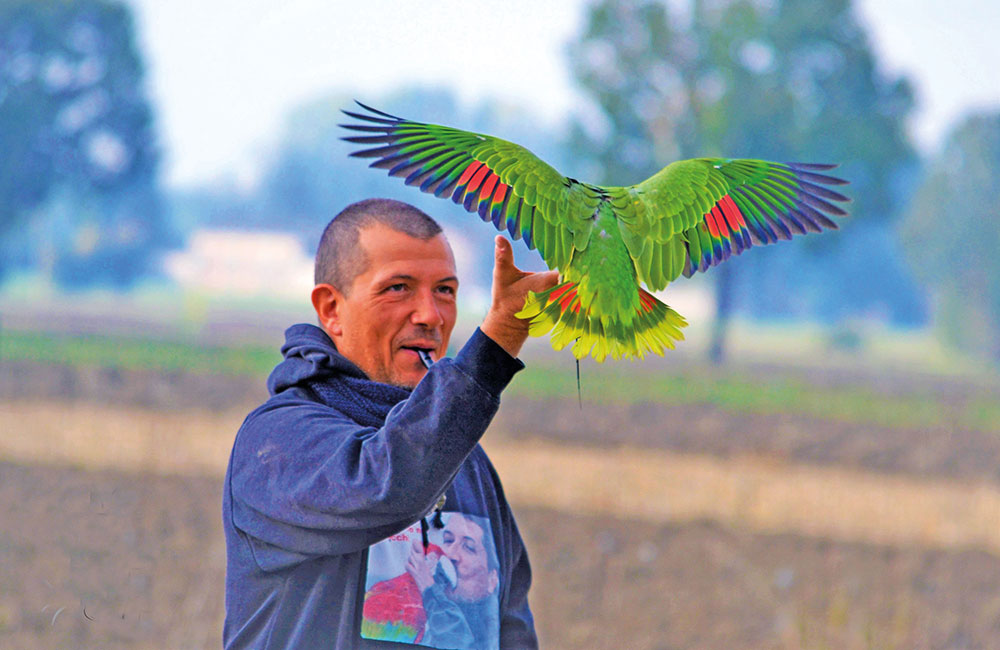 Pappagalli liberi di volare