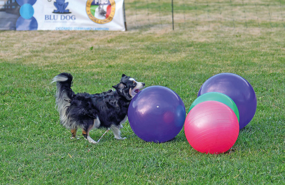 Treibball, divertimento assicurato