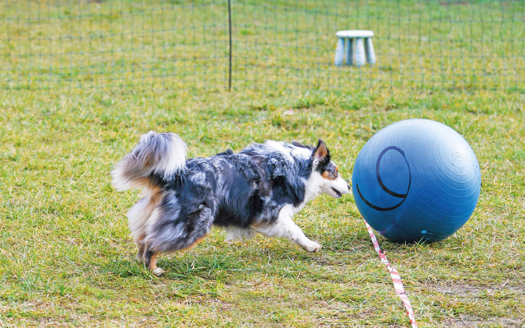 Treibball, divertimento assicurato