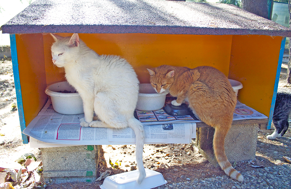 ABC delle colonie feline