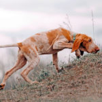 Bracco Italiano