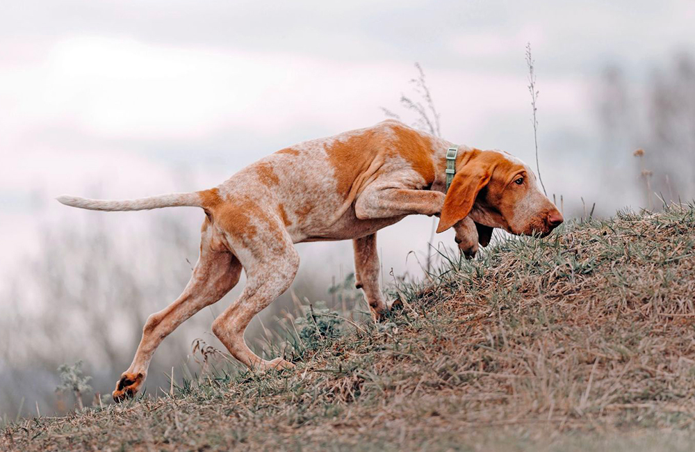 Bracco Italiano