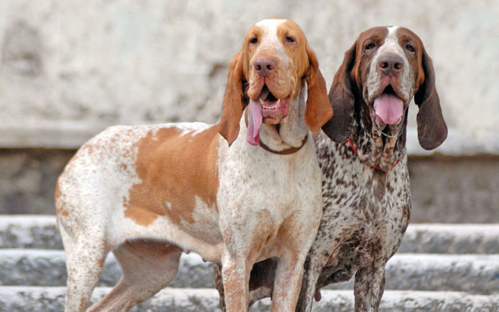 Bracco Italiano