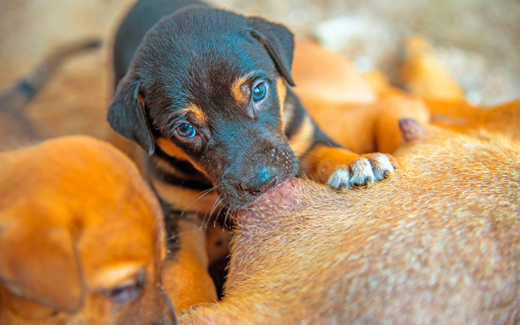 Doti caratteriali del cane