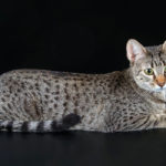 Egyptian Mau