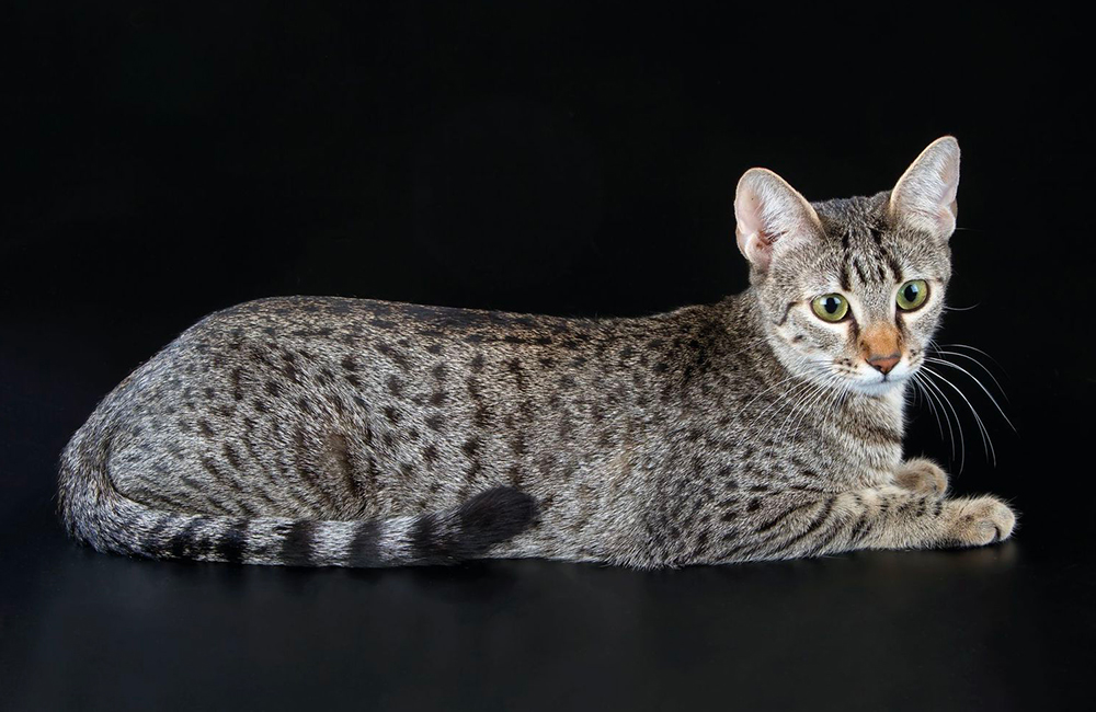 Egyptian Mau