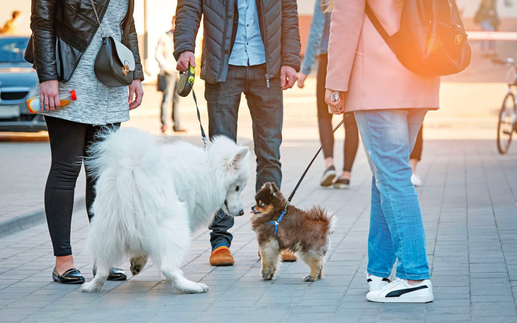 Impronta urbana per un cane più educato