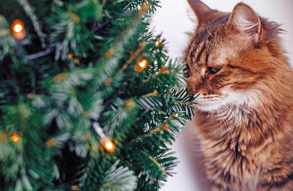 Un natale a misura di gatto