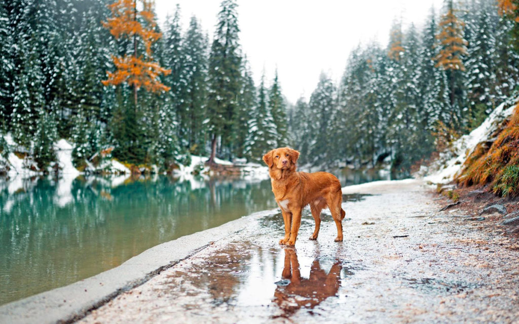 Nova Scotia Duck Tolling Retriever