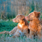 Nova Scotia Duck Tolling Retriever