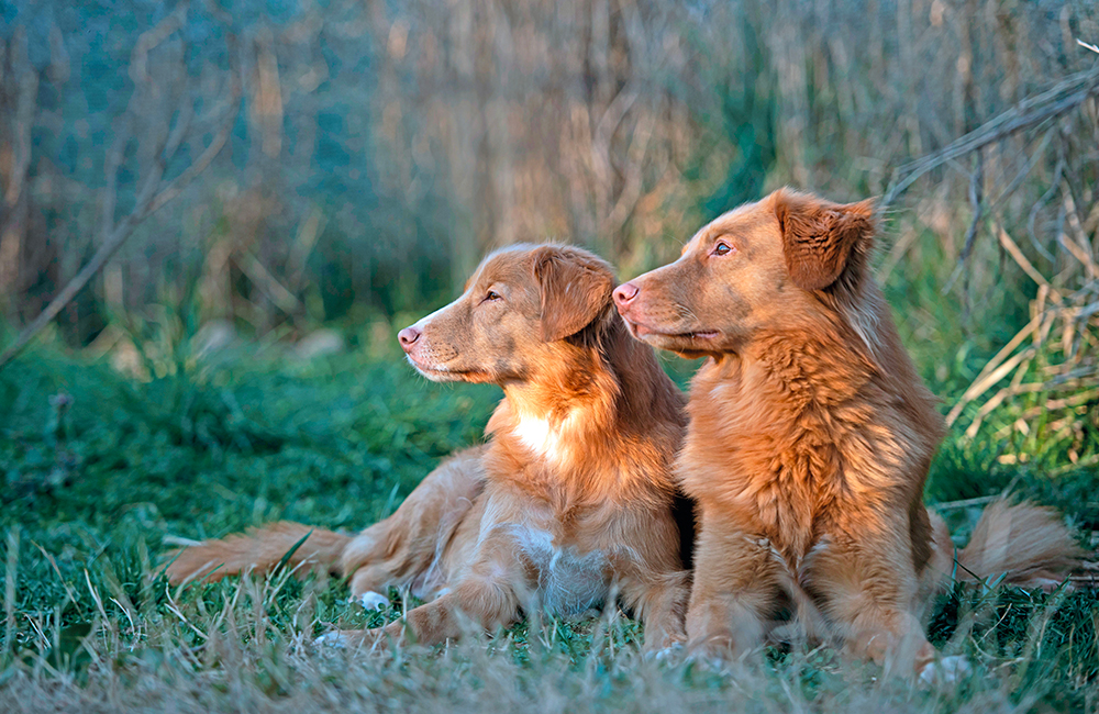 Nova Scotia Duck Tolling Retriever