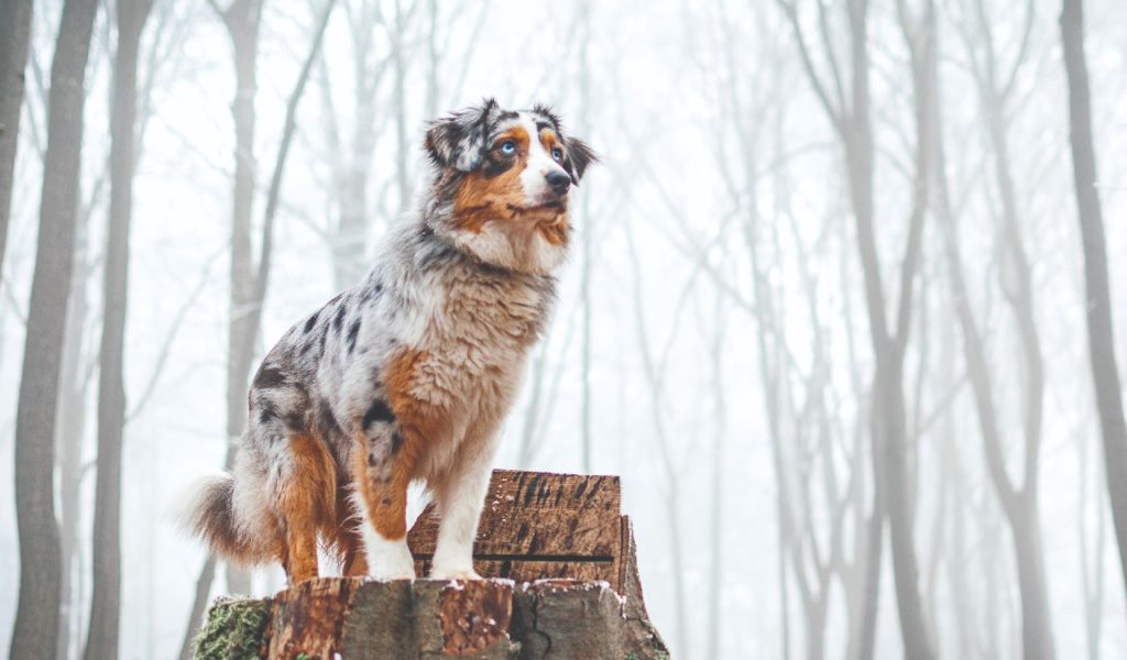 Australian Shepherd