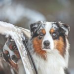 Australian Shepherd