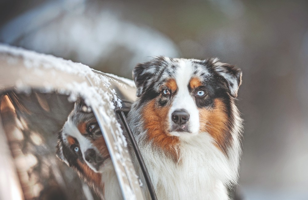 Australian Shepherd