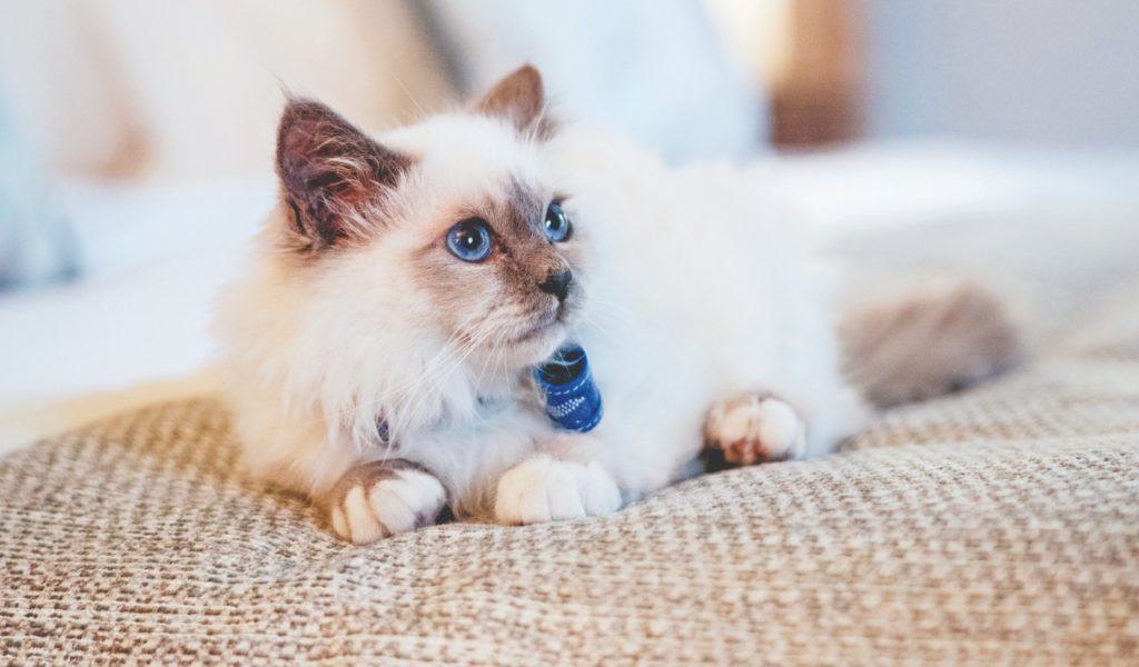 Socrate, mascotte dell’hotel più cat friendly di Parigi