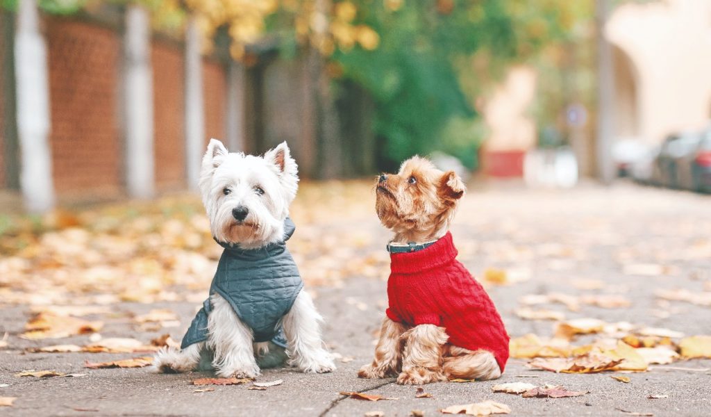 Sos freddo: Fido e l’inverno