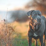 Cane Corso