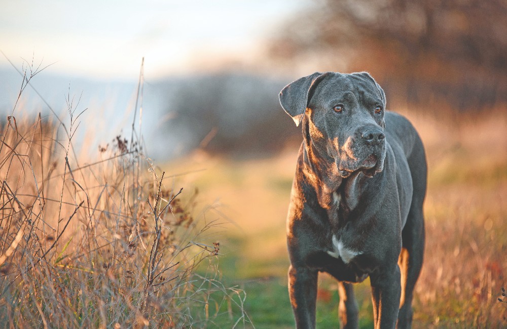 Cane Corso