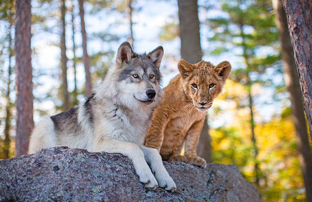 Il lupo e il leone, il dietro le quinte