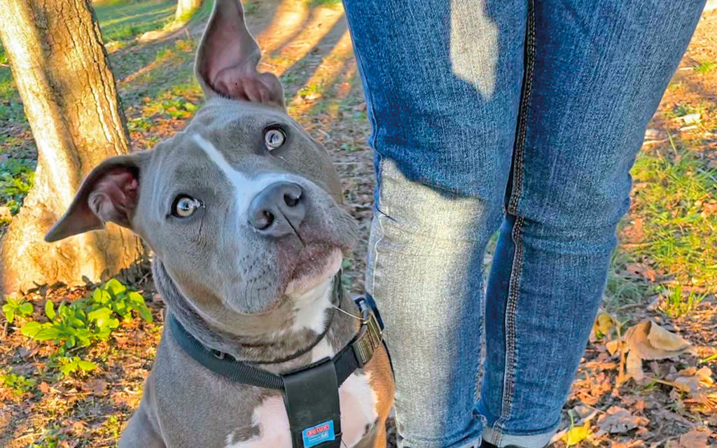 Si è persa la conoscenza vera della natura del cane