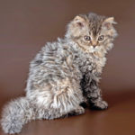 Selkirk Rex