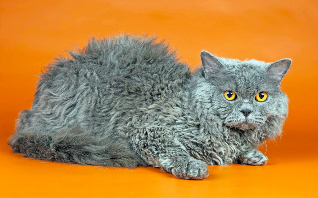 Selkirk Rex