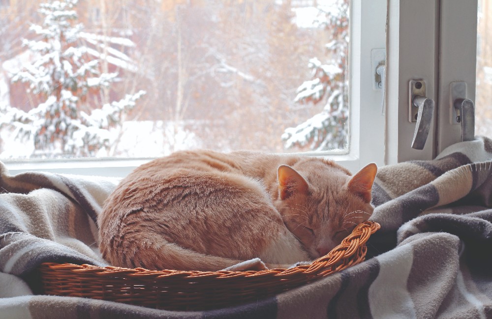 Cosa succede al gatto in inverno?