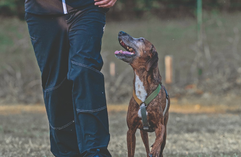 Rally-obedience molto di più di uno sport