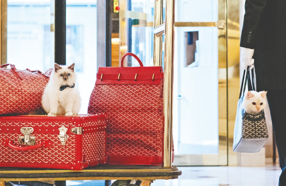 Socrate, mascotte dell’hotel più cat friendly di Parigi