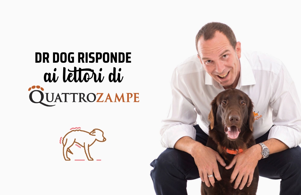 Paura rinforzata: perché il mio cane ha paura di tutto?