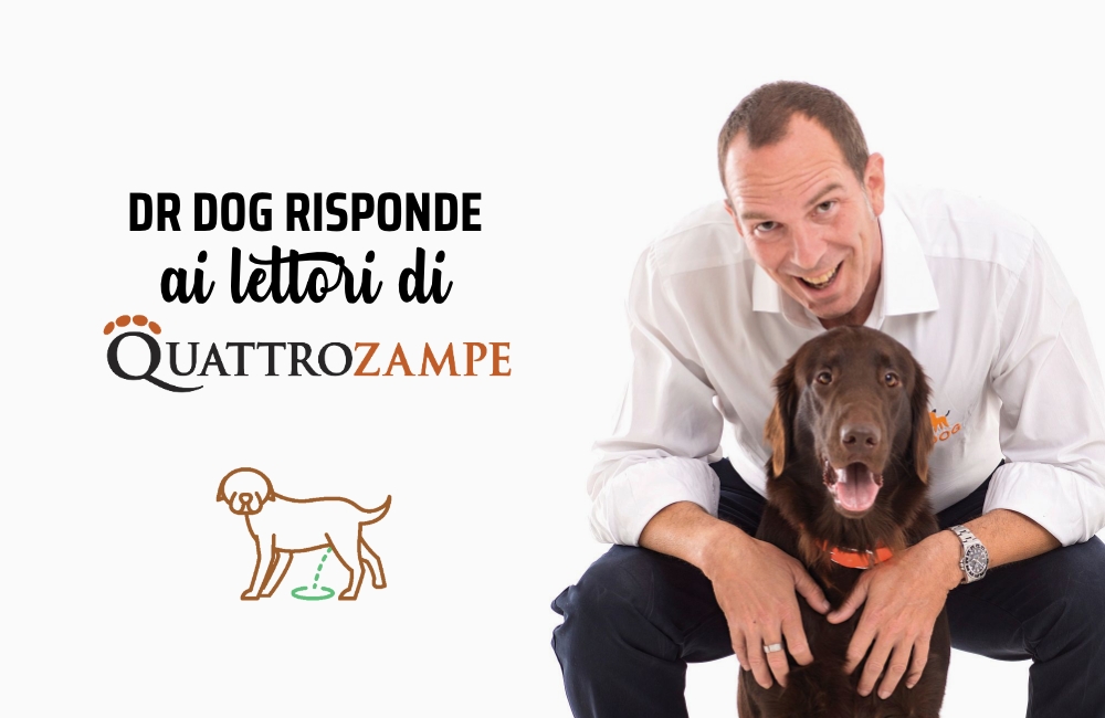 Perché il cane fa i bisogni in casa?