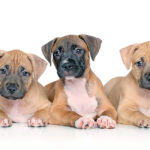 American Staffordshire Terrier o Amstaff