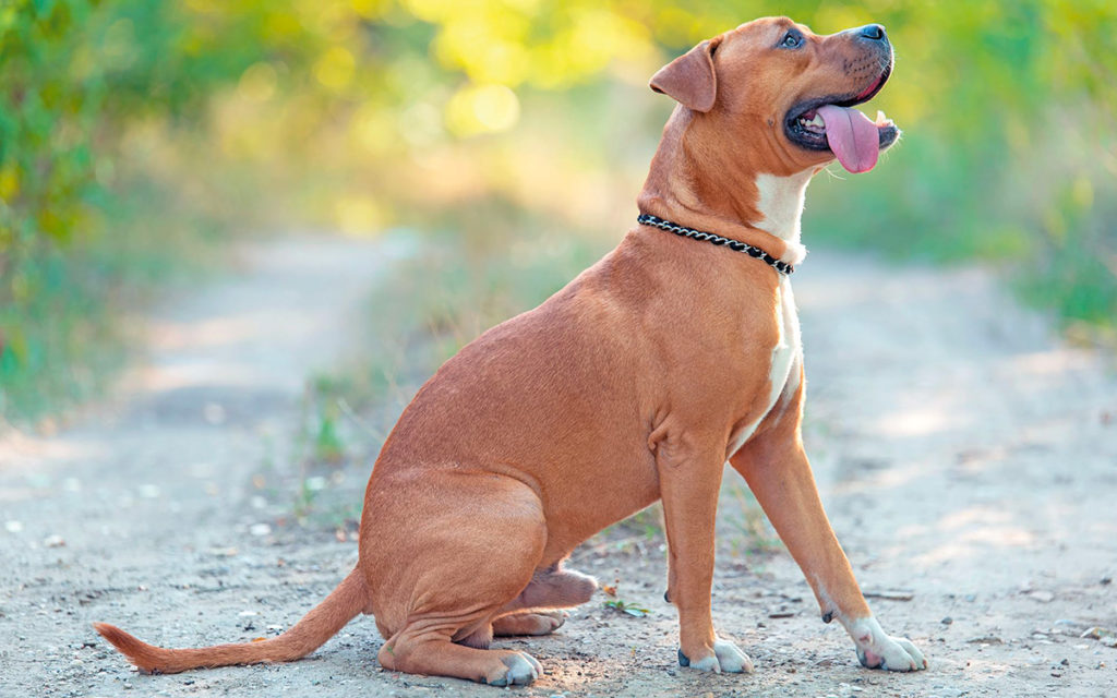 American Staffordshire Terrier o Amstaff