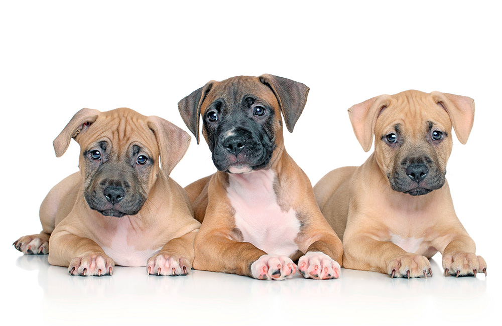 American Staffordshire Terrier o Amstaff